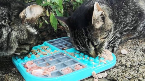 MATA ANTYSTRESOWA LICKIMAT SLOMO DLA PSA I KOTA CZERWONA