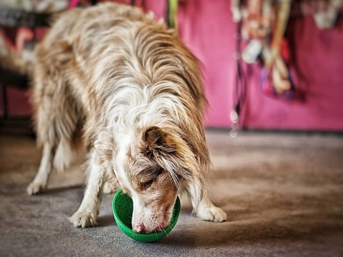 MATA ANTYSTRESOWA LICKIMAT WOBBLE MISKA GŁĘBOKA ZIELONA