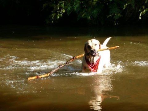 YORA ADULT 6KG EKOLOGICZNA KARMA DLA PSA OWADÓW ALL BREED