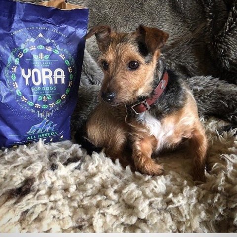 YORA ADULT 1,5KG EKOLOGICZNA KARMA Z OWADÓW PIES SMALL BREED