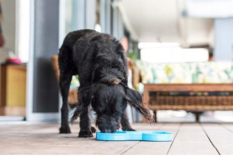 MATA SLODOG SLOW FEEDER PLATE MISKA SPOWALNIAJĄCA NIEBIESKA