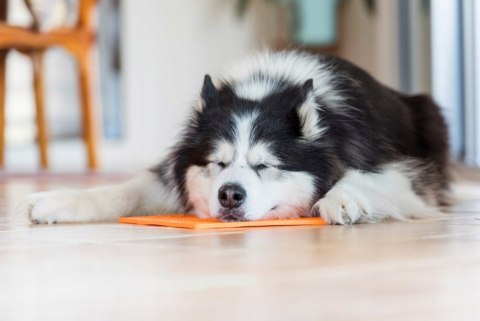 MATA ANTYSTRESOWA LICKIMAT BUDDY KRZYŻYK-MIĘKKA FIOLETOWA