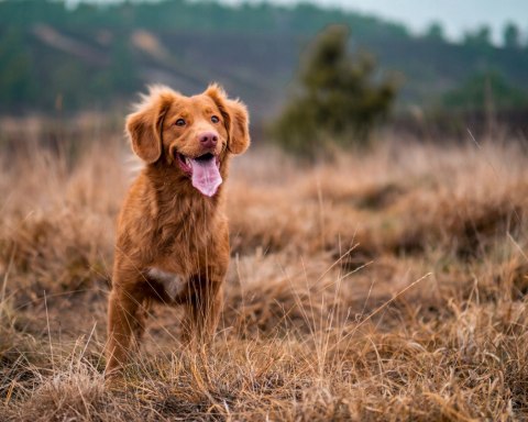 TRIBAL PUPPY ŚWIEŻY KURCZAK 5KG BEZZBOŻO HIPO PIES