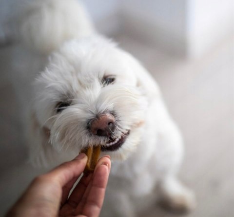 YORA DOG DENTAL STICKS 56G MAŁA RASA 56G JABŁKO I MIĘTA